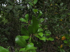 Lomatia dentata