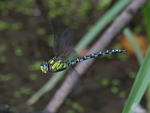 Southern Hawker