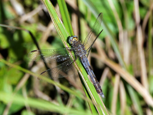 Keeled Skimmer