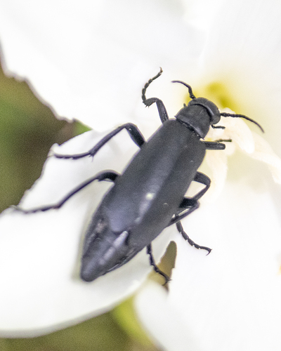 Epicauta corvina