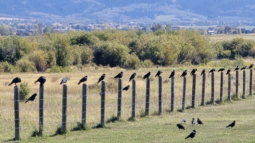 American Crow