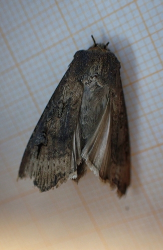Ipsilon Dart Moth