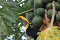 Ramphastos
