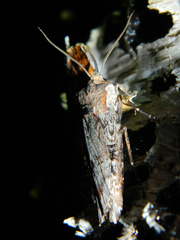 Xylena thoracica