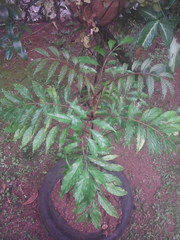 Pentagonia osapinnata