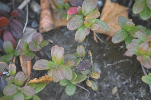 Lingonberry