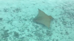 Aetomylaeus vespertilio