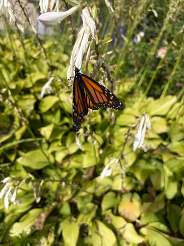 Monarch