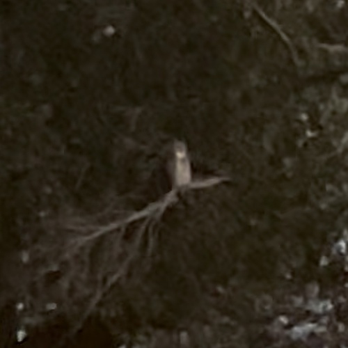 Great Horned Owl