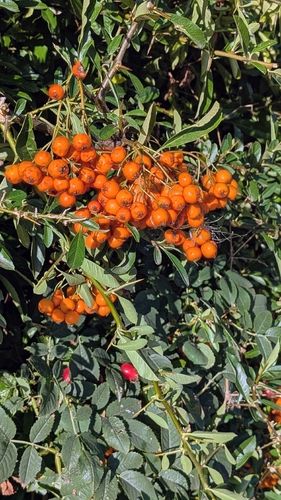 Firethorn