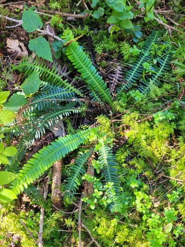 deer fern