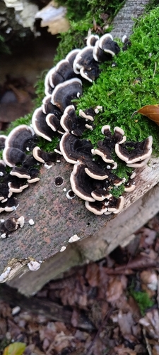 turkey-tail