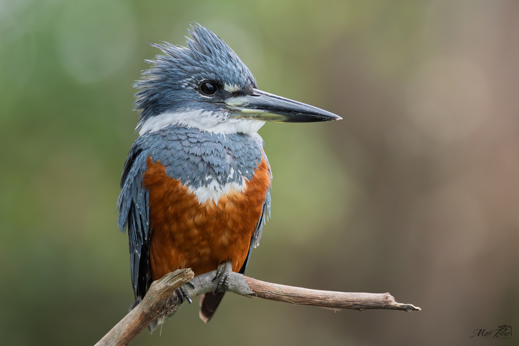 Ringed Kingfisher