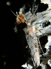 Xylena thoracica