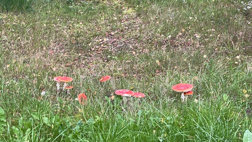 Fly Agaric