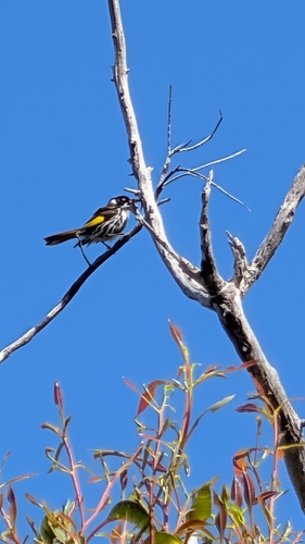 New Holland Honeyeater