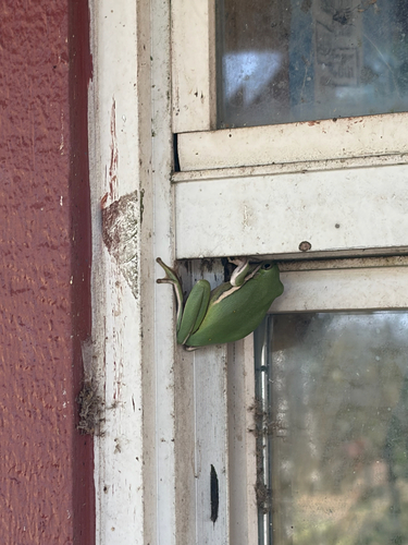 Green Treefrog observed by heavenbesideyou