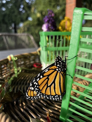 Monarch