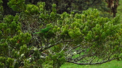 Leptosittaca branickii