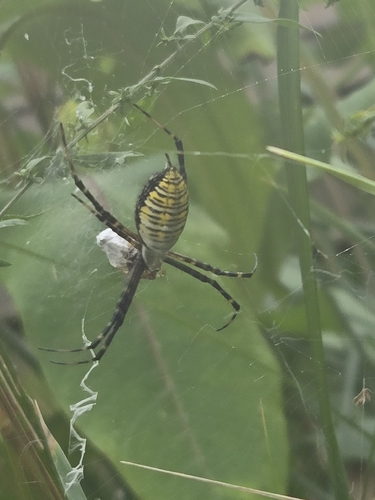 Banded Garden Spider
