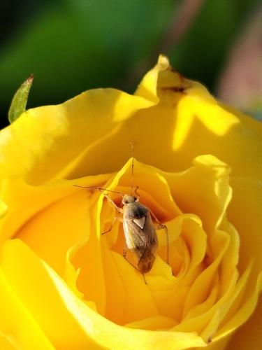 European Tarnished Plant Bug