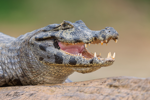 Yacare Caiman