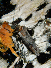 Xylena thoracica