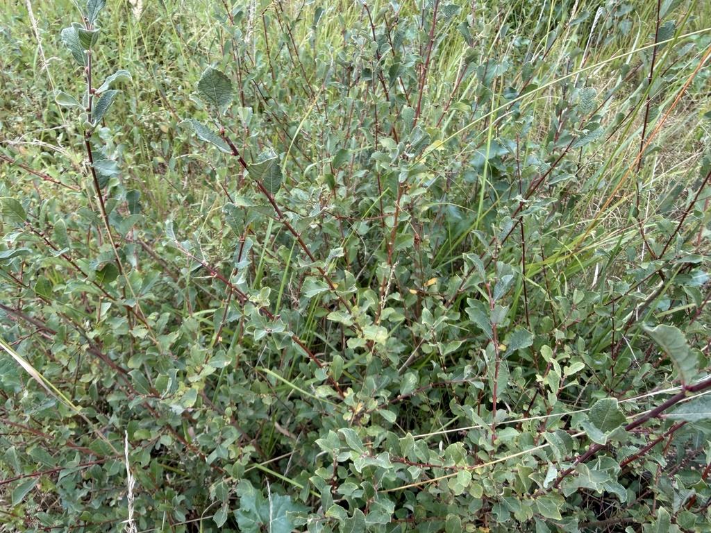 Salix aurita; photograph (c) Katrin Simon, some rights reserved (CC BY)