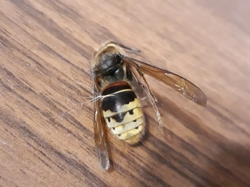 European Hornet
