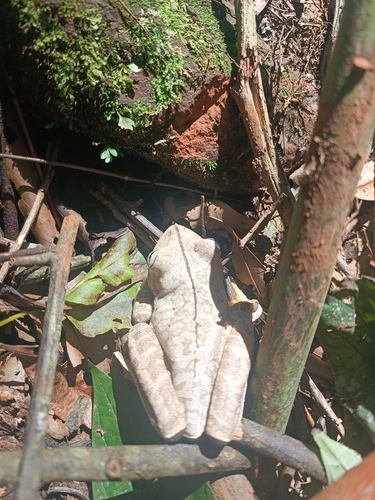 Blacksmith Tree Frog