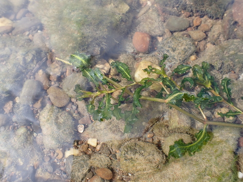 Curly-leaf Pondweed