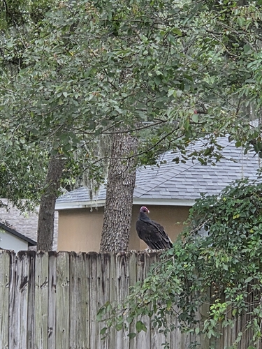 Turkey Vulture
