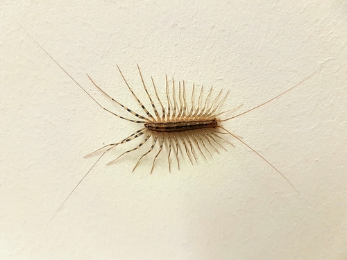 House Centipede, 76227 Karlsruhe, Deutschland, photo 6 of 10