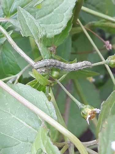 Cotton Bollworm Moth