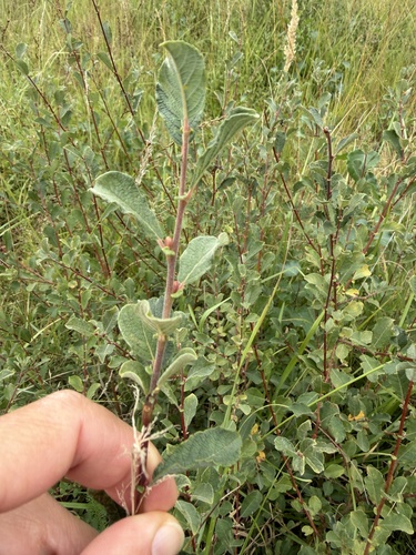 Salix aurita, photograph 1