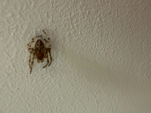 Larinioides ixobolus