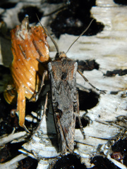 Xylena thoracica