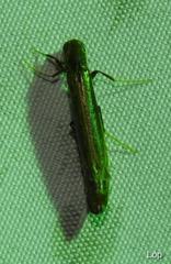 Lymexylidae