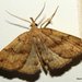 Dark Phalaenostola Moth - Photo (c) Stuart Tingley, some rights reserved (CC BY-NC), uploaded by Stuart Tingley