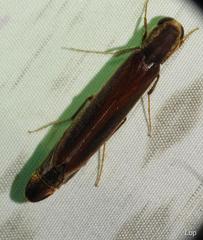 Lymexylidae