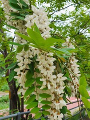 Afrocarpus