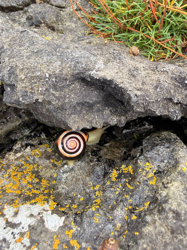 Brown-lipped Snail