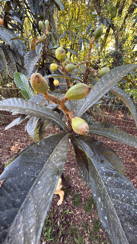 Loquat