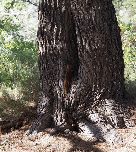 Eurasian Red Squirrel