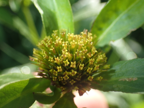 Bidens connata, photograph 5