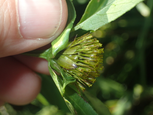 Bidens connata, photograph 6