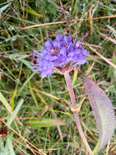 Devil's-bit Scabious