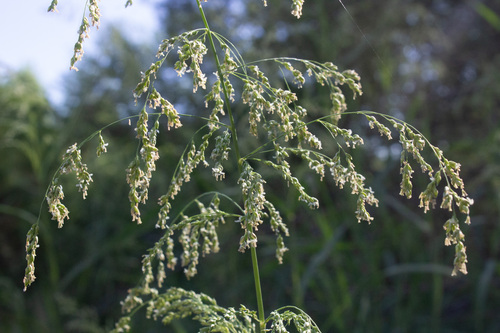 blue panic grass