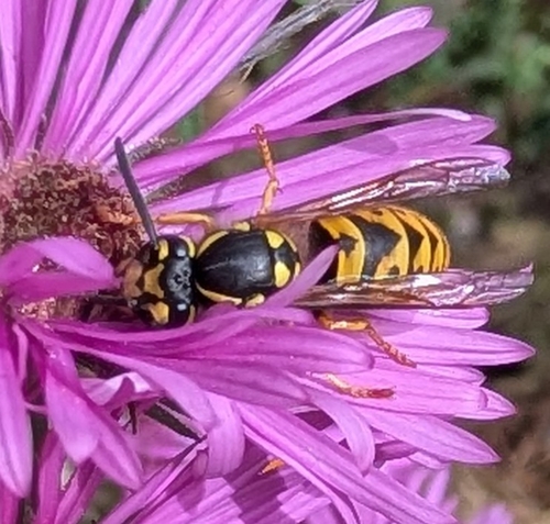 German Yellowjacket
