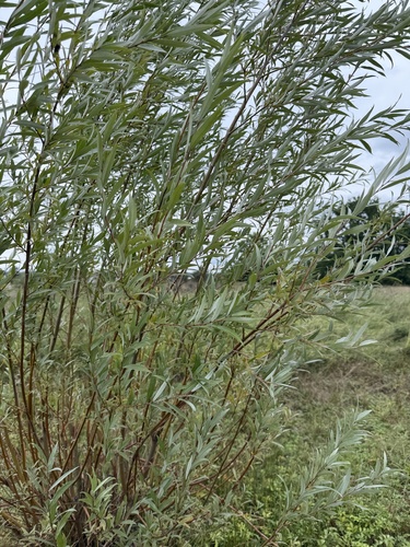 Salix alba, photograph 6
